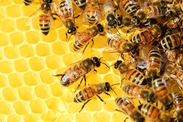 ผึ้งมีหน้าที่และวิธีการผลิตน้ำผึ้งได้อย่างไร